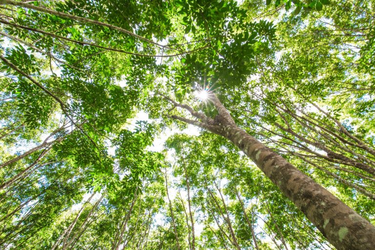 carbon neutrality Rainforest Alliance
