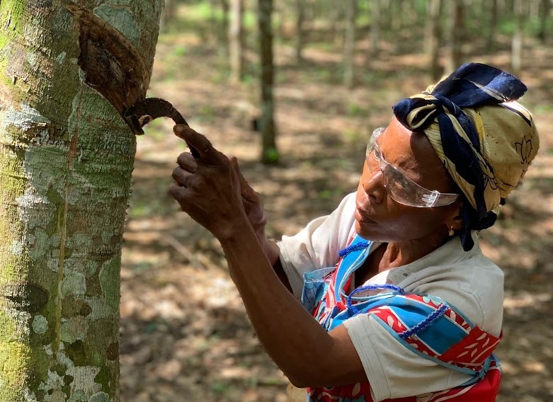Ensuring tapping best-practices at our plantations - Corrie MacColl Limited  Rubber