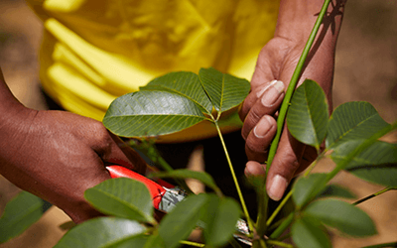 Cameroon Outgrower Programme