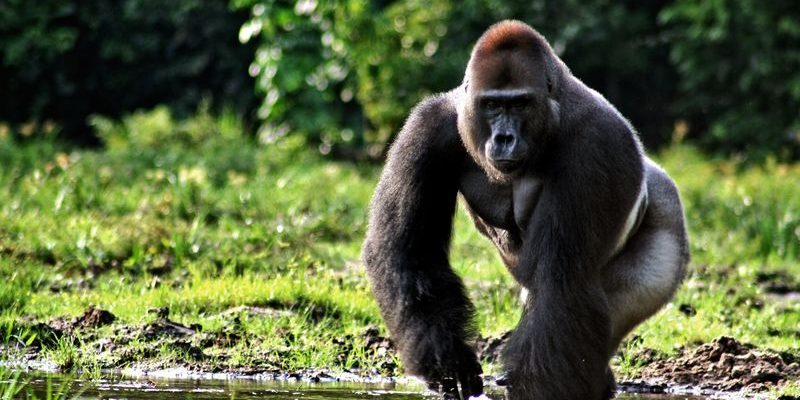 Cameroon_gorilla