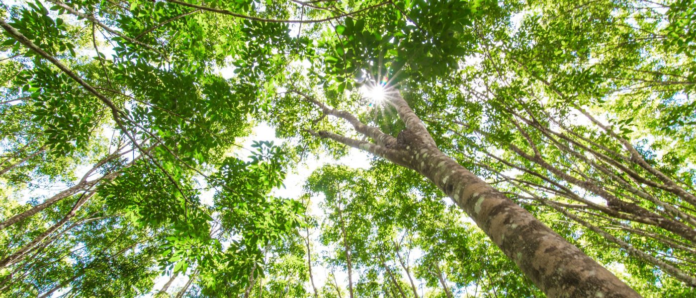 carbon neutrality Rainforest Alliance